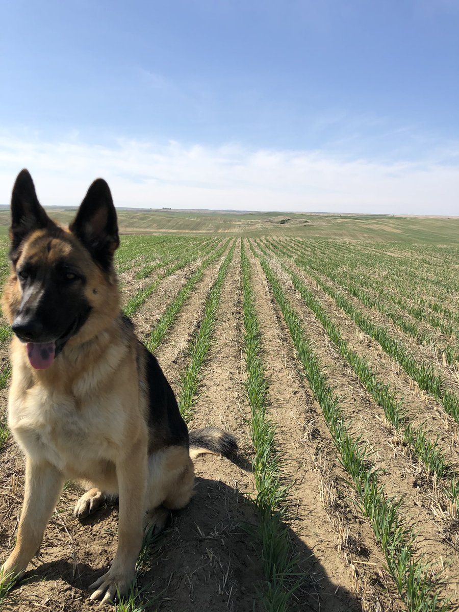 Great stand of oats well on the way.