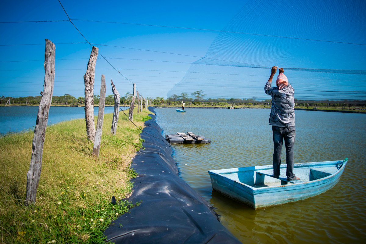 Sepesca_Camp's tweet photo. La Pesca y la Acuacultura contribuyen a la economía, el desarrollo y la salud de nuestro Estado. Consumir Tilapia aporta un gran número de nutrientes, los cuales previenen de enfermedades cardiovasculares. ¡Consume Tilapia campechana!

#CrecerEnGrande https://t.co/qihvb3R5pf
