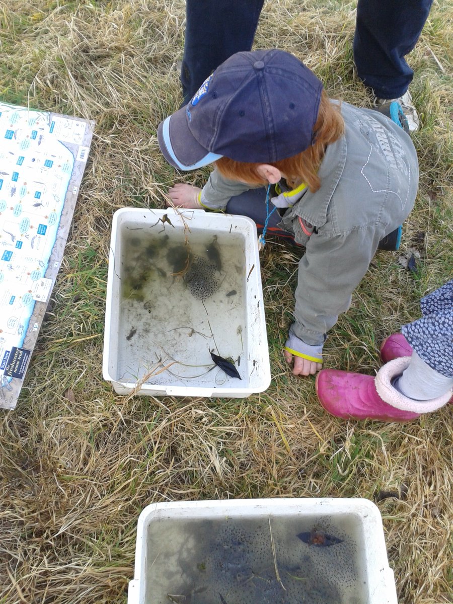 OWLS_Ireland's tweet photo. Join us for some pond dipping this Sunday at 10am in Corkagh Park. Have fun discovering life under the pond using nets and trays! Supported by @sdublincoco . Email education@owls.ie to book. https://t.co/CAI6vRoJLT