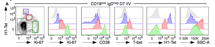 mmw_lmw's tweet photo. #Memory_B_Cell_Subsets | Fcrl5 and T-bet define influenza-specific memory B cells that predict long-lived antibody responses | Fran Lund @UABNews @biorxivpreprint https://t.co/w2i2Gb7DA8 https://t.co/jeeDnLjKas