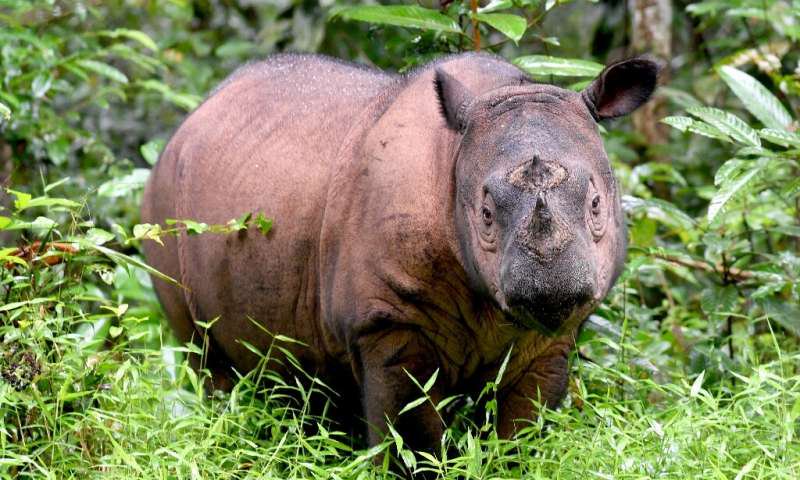 Tam, The last male Malaysian Sumatra Rhino has died. There is only one old female left. They are now #extinct. This is the face of extinction. Extinction is forever.