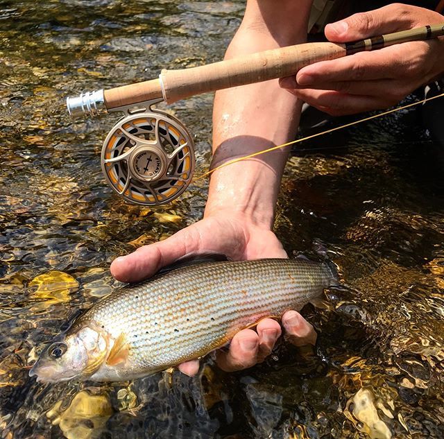 aosfishing's tweet photo. About last weekend .... #fishingmakesyouhappy 🐟😊 #grayling #thymallusthymallus #äsche #aesche #fliegenfischen #flytying #aosfishing #fishing #fischen #flyfishing #fluefiske #fluefiskeri #perhokalastus #vliegvissen #pescaconmosca #pechemouche #graz #a… https://t.co/JdWtzEkOQB https://t.co/XkkMnR8PSE