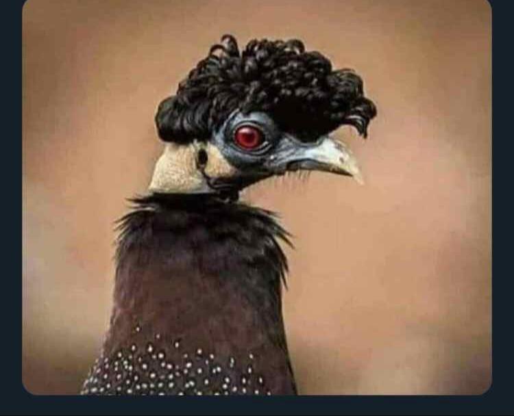 VictorLiyosi3's tweet photo. Wale madem wako tipi wakiona nyama inaletwa staffroom
Ni hayo tu kwa Sasa..
#makeeki.
#mathwiti. https://t.co/gCy83AM7AX