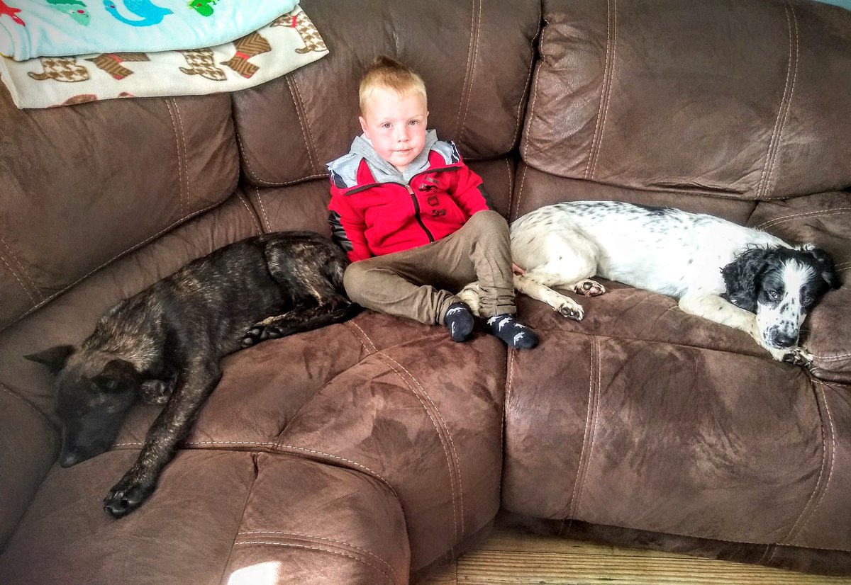 WMP_Dog's tweet image. Time for sofa chills. Apparently malis &amp;amp; spaniels are 'crazy' 🤷‍♂️🤦#focusonthebraingames #calmiskey #onoffswitch #trustingenetics🐾💤