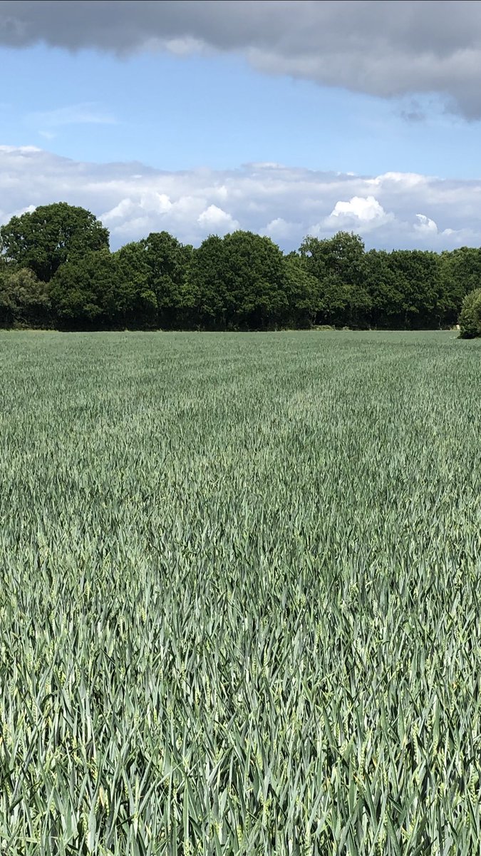 johndavy7's tweet photo. 4years after taking out Asparagus you can still see the beds in this years wheat https://t.co/tKiL0QfJNE