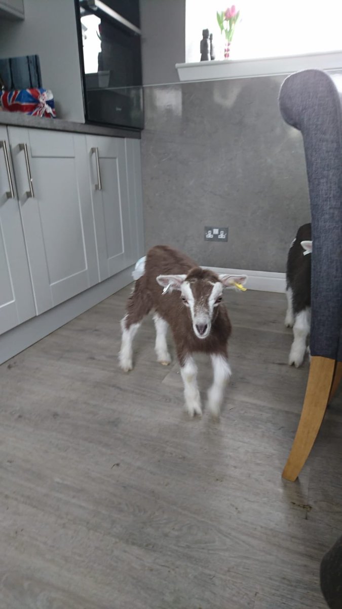 memagerie's tweet photo. Our new addition to the menagerie. Rory and Dino are just 4 weeks old. https://t.co/DBMUy6Hjw5