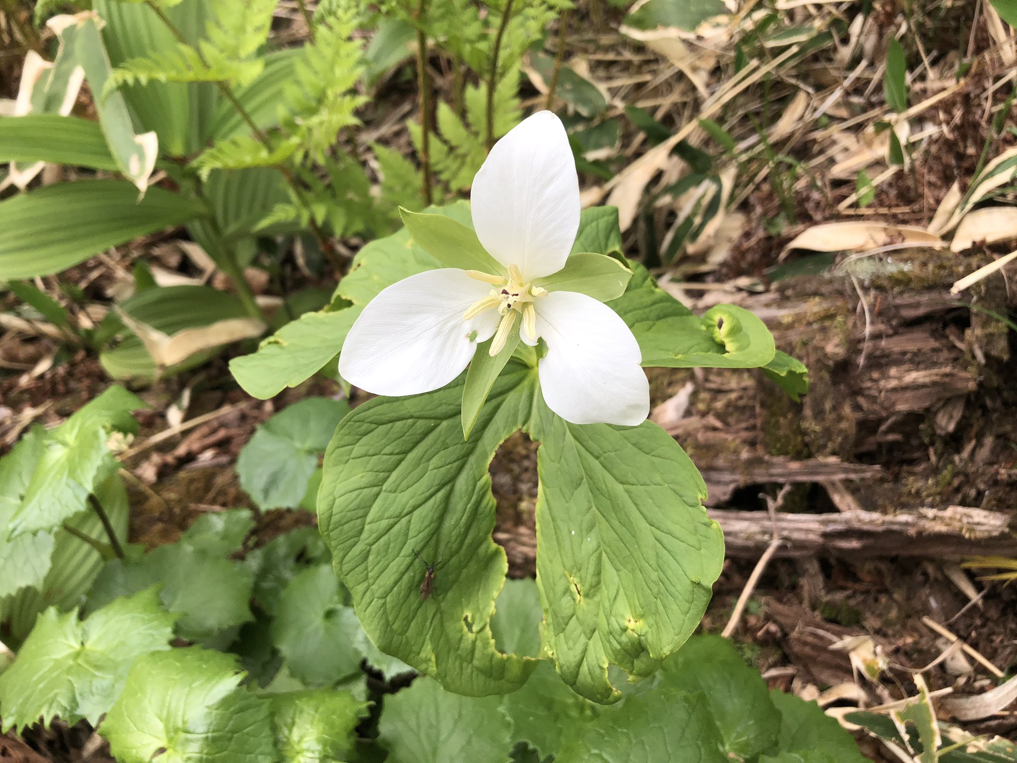 北海道花図鑑 Asirpa Twitter