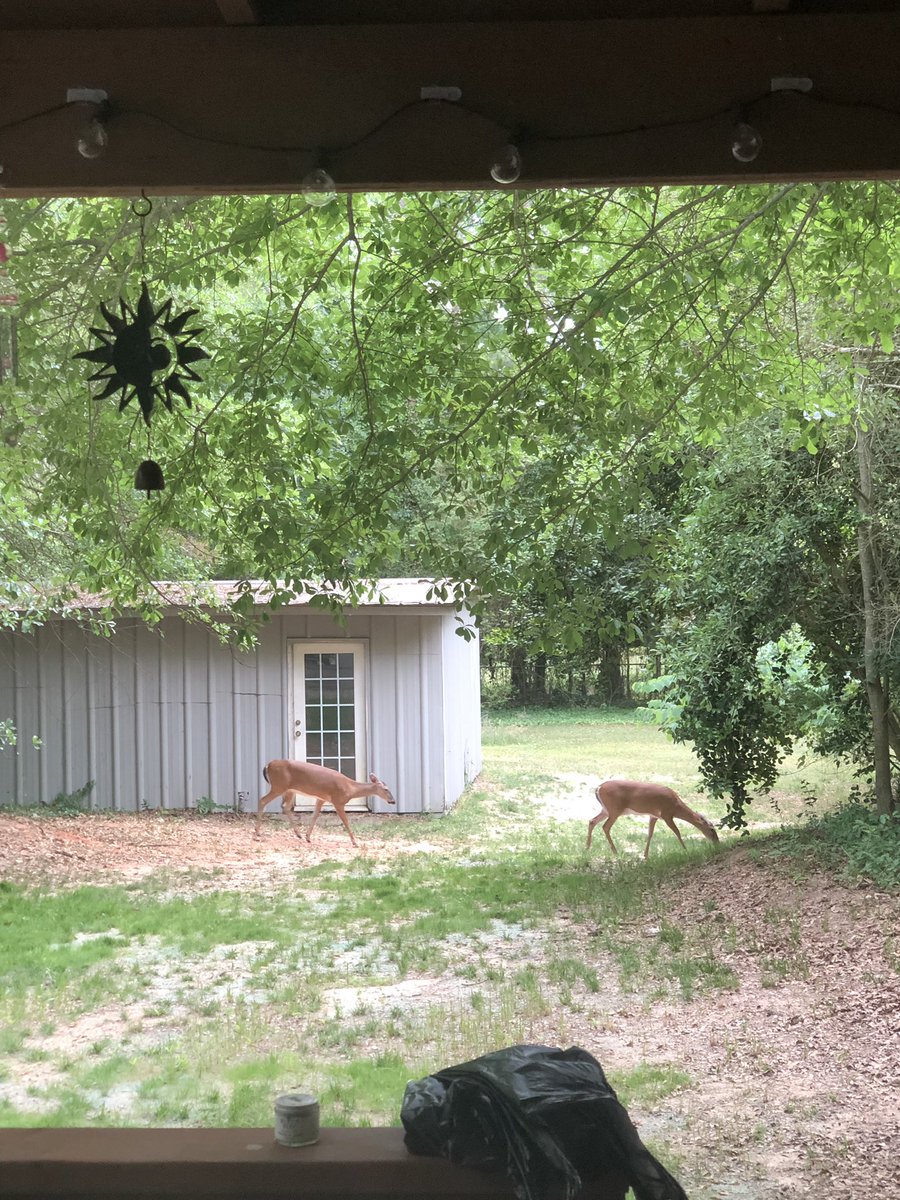 spillian2's tweet photo. #enneagram2 moment. Seeing the deer in my backyard and thinking “I’m so glad they feel comfortable to hang out in my babckyard, and that my trees can feed them.” 😂😂 @enneatwo @enneagrampaths https://t.co/FAkGItgov0