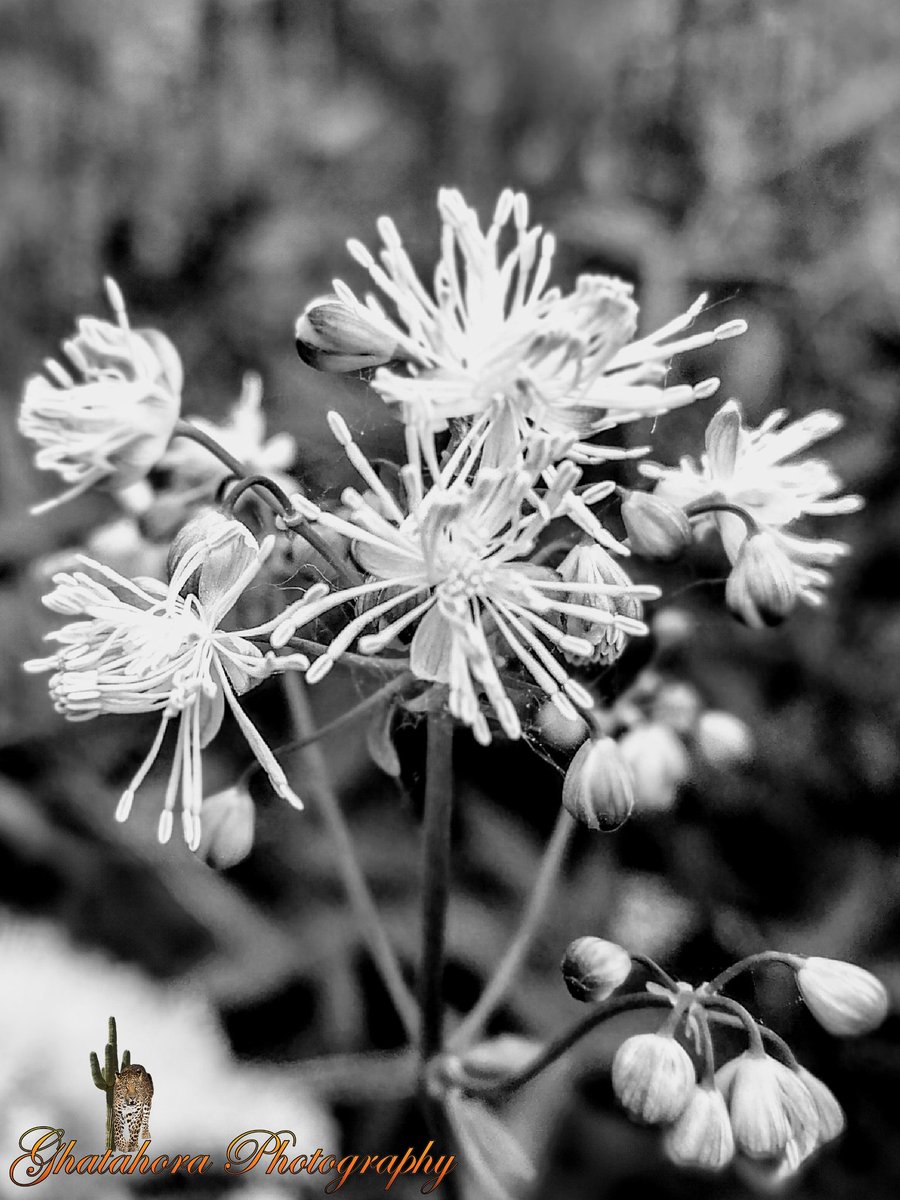 Ghatahora's tweet photo. #blackwhite #photograph of #flowers #gardens #naturephotography #landscapephotography #mobilephotographyph https://t.co/LYbL3huaVz