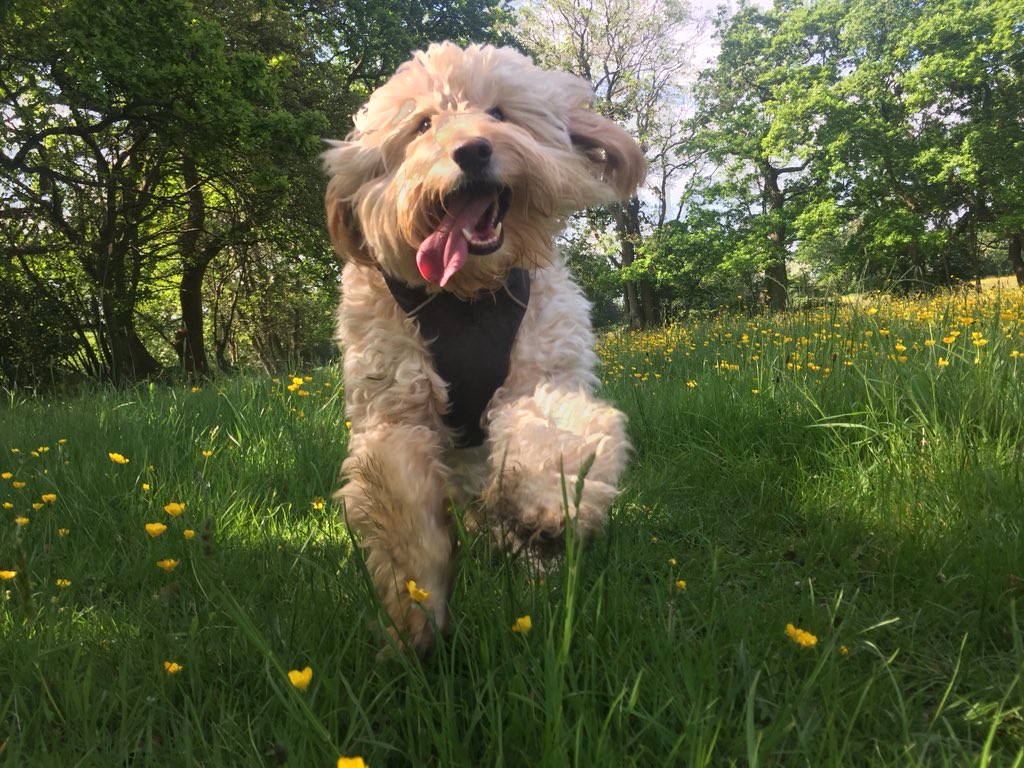 HectorCockapoo's tweet image. #WexMondays #shotoniphone