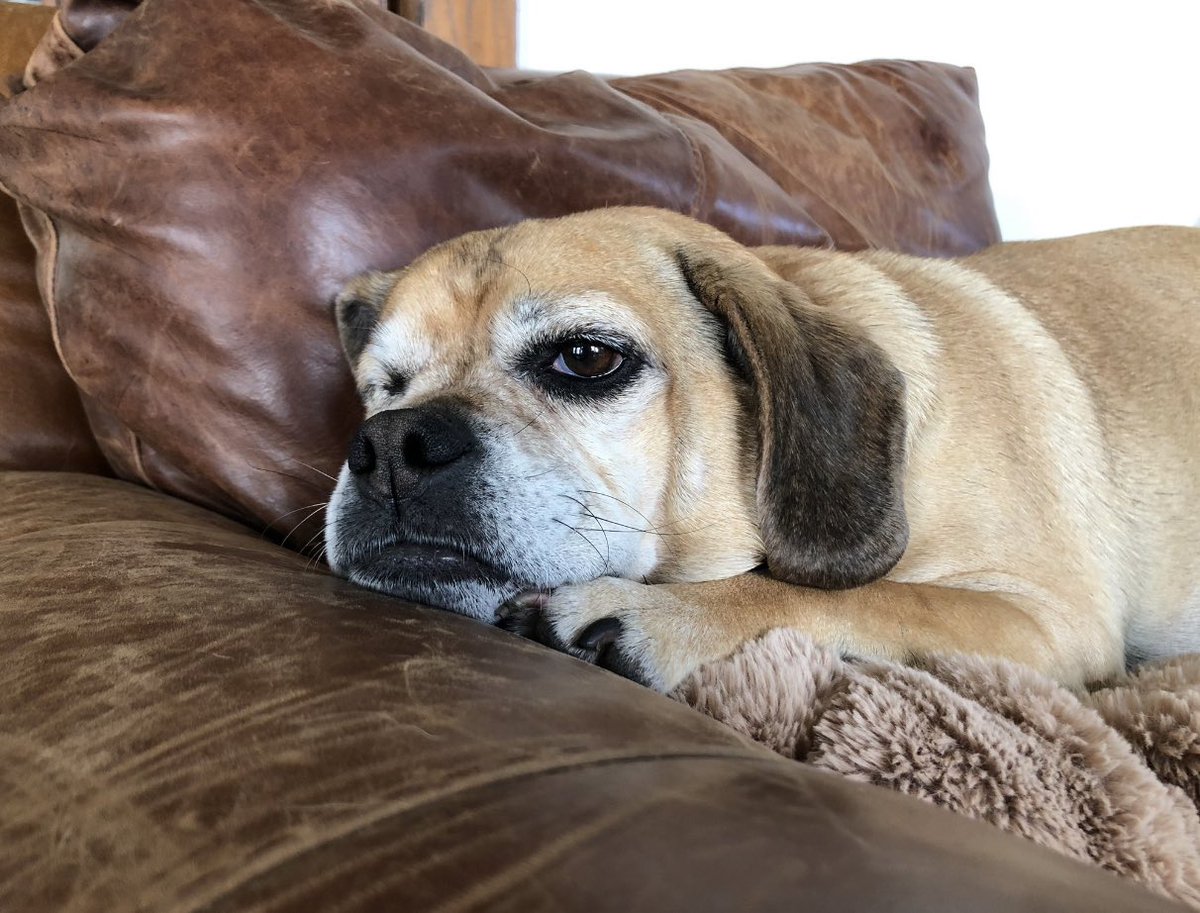 Me waiting for the tornado to pass so we can leave @PeteButtigieg campaign HQ and eat. #buddybuttigieg #mayorpete #PeteButtigieg #southbend