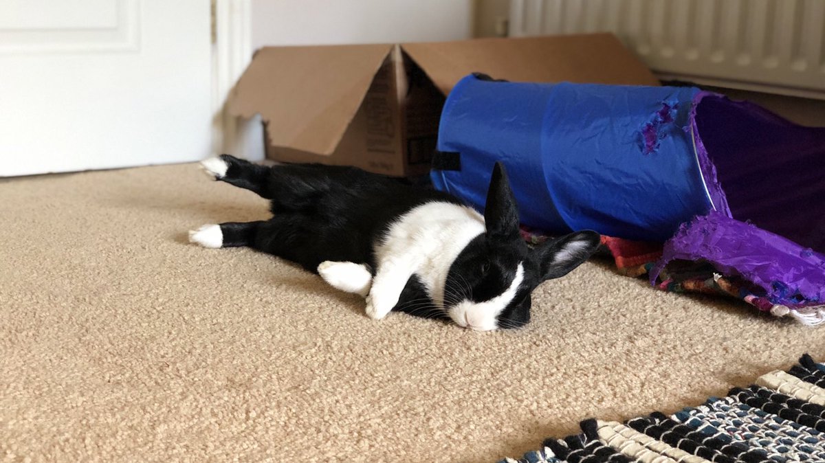 fluffylittle5's tweet photo. When you’re so done with Monday... #MondayMotivation #MondayBlues #Naptime #CantBeBothered #HouseRabbit #FunnyBunny https://t.co/KDPkikTS9L