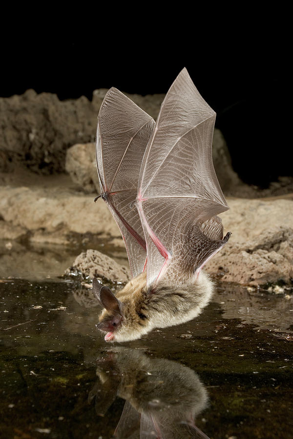 BAT #345
The long-eared myotis (Myotis evotis) from North America.

(Photo: Michael Durham)