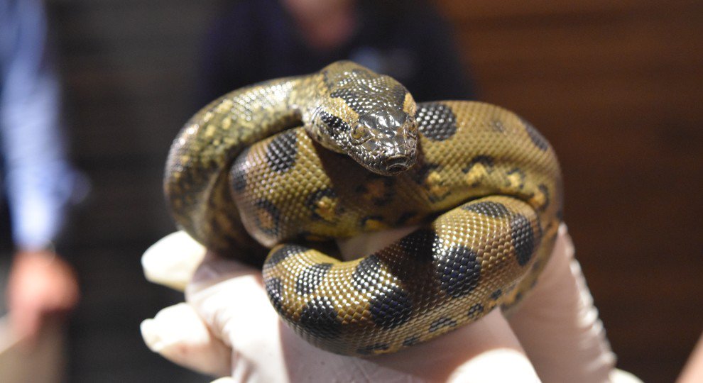 CRCiencia's tweet photo. Una anaconda ‘virgen’ da a luz a dos crías https://t.co/wlCoMWdjTe via @LaVanguardia #Zoologia #partenogenesis https://t.co/pwO9jzxT3j
