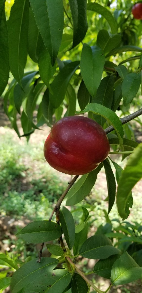 SimonianFruit's tweet photo. Red Ryan yellow nectarines starting this week #SimonianFarming #SimonianFruit #SIMCO #SFC #Nectarines #YellowNectarines #Nectarine #CaliforniaNectarines #RedRyanNectarines #StoneFruit #TreeFruit #FreshFruit #CaliforniaFruit #FresnoCounty #SanJoaquinValley #CentralValley #May https://t.co/QmwiAtDt8V