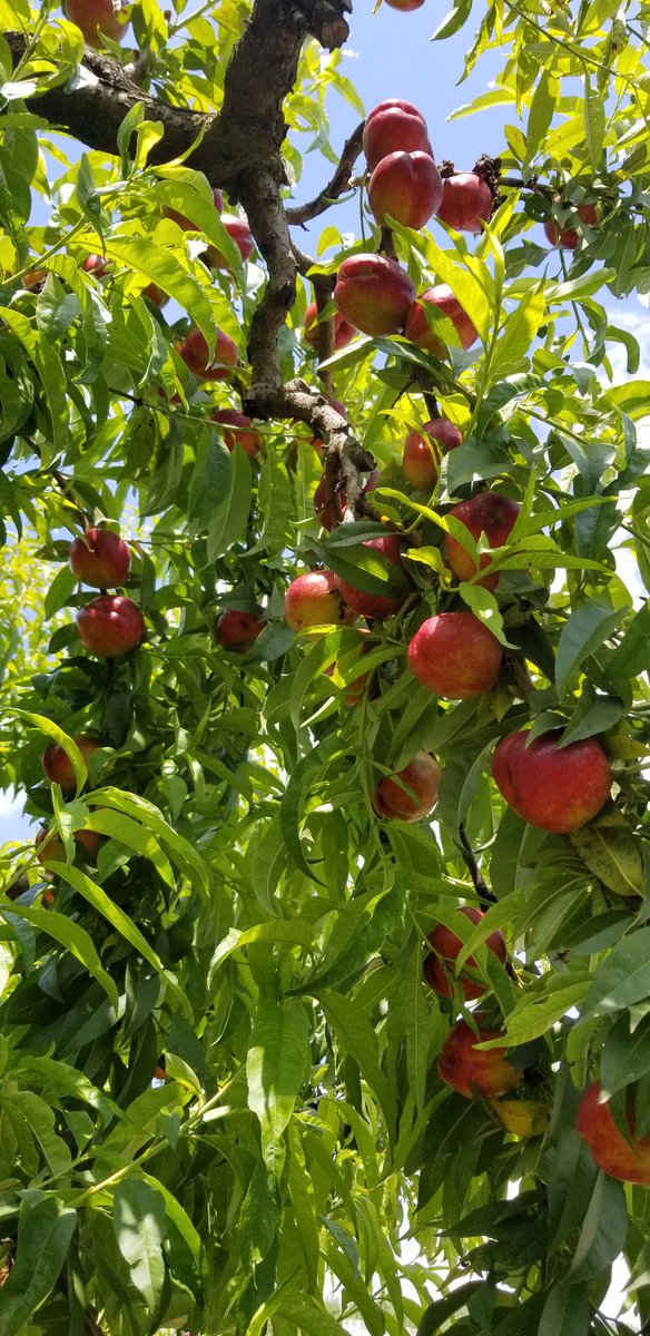 SimonianFruit's tweet photo. Red Ryan yellow nectarines starting this week #SimonianFarming #SimonianFruit #SIMCO #SFC #Nectarines #YellowNectarines #Nectarine #CaliforniaNectarines #RedRyanNectarines #StoneFruit #TreeFruit #FreshFruit #CaliforniaFruit #FresnoCounty #SanJoaquinValley #CentralValley #May https://t.co/QmwiAtDt8V