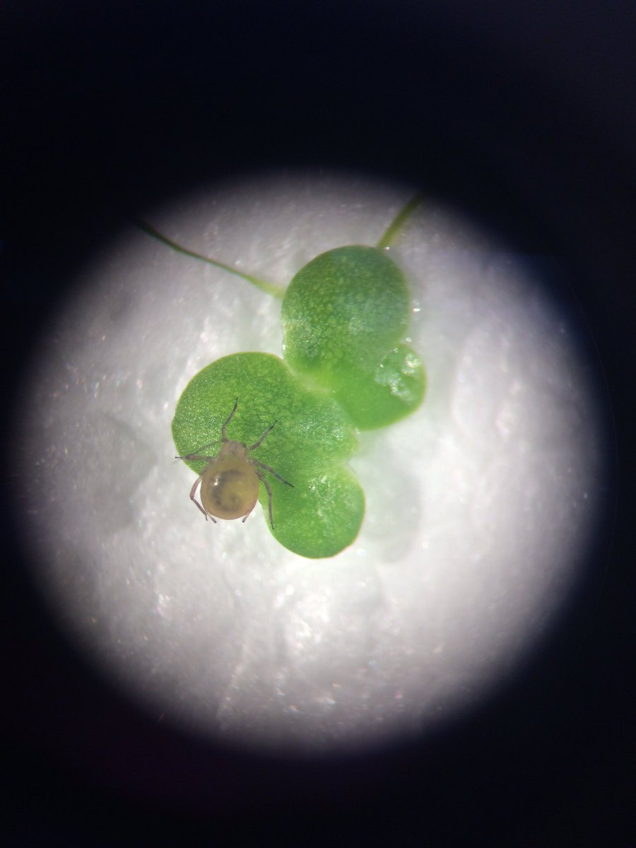 andychuck's tweet photo. Water lily aphid on duckweed with parasitoid wasp. #smolthings https://t.co/w2TPc1lNOo