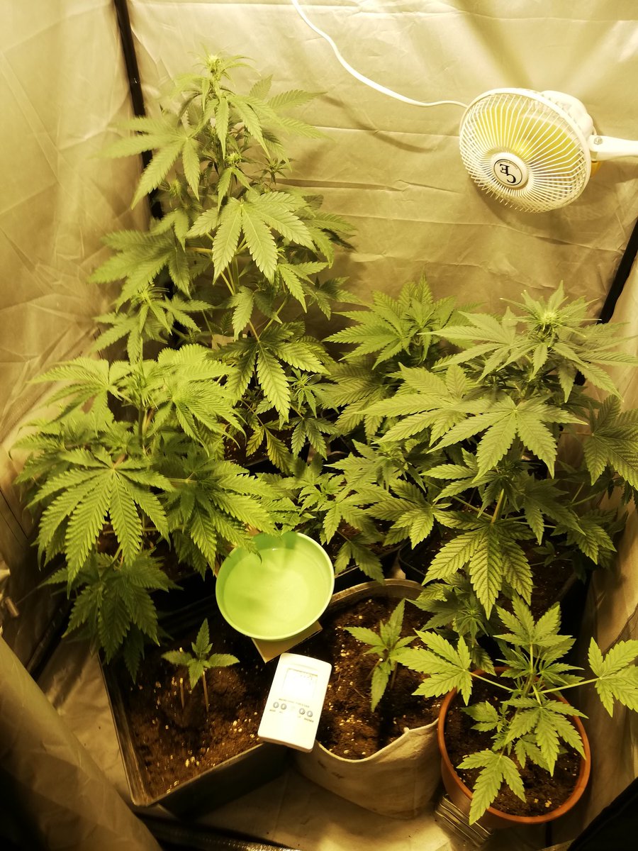 peterpeter1982's tweet photo. #greendesert ya en flora las #dosautos y en preflora 1 #dedoverde y 1 #milagrosomango saludos y feliz lunes amig@s cultivadores (as) ✌️😎🌱 https://t.co/OmF7SnmEbw