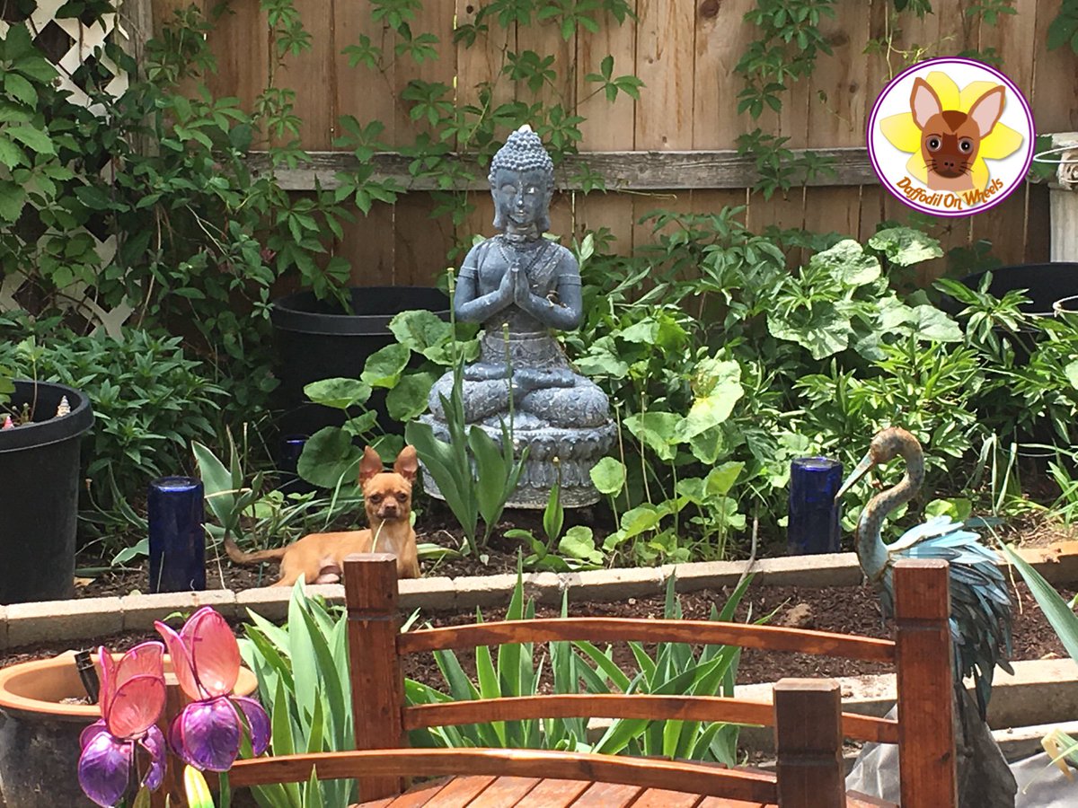 DaffodilsWheels's tweet photo. Meditating in the garden. 
#DaffodilOnWheels #garden #zen #twoleggeddog #love https://t.co/rA1c0FmTvn
