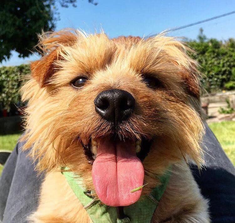 rosiedoc666's tweet photo. #LOST JASPA 27/5/19 Male #NorfolkTerrier neutered &amp; chipped GINGER #WylamRiverside next to George Stephenson’s cottage #NE41 
#Wylam #NORTHEAST UK 🇬🇧 
https://t.co/D3rEbPOUx3 https://t.co/hQ7FGPj2Ap