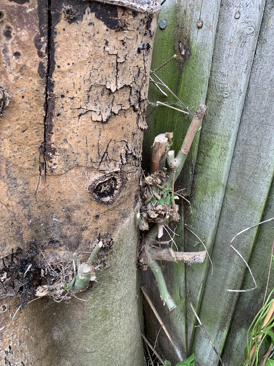 DansPlot's tweet image. Looking for advice... previous homeowners decided to have a tree cut down, the stump is now about 4ft tall and sprouting shoots! In the middle of a house extension and would rather these not he around! Best way to eradicate?? #twitterhelp #gardening #trees