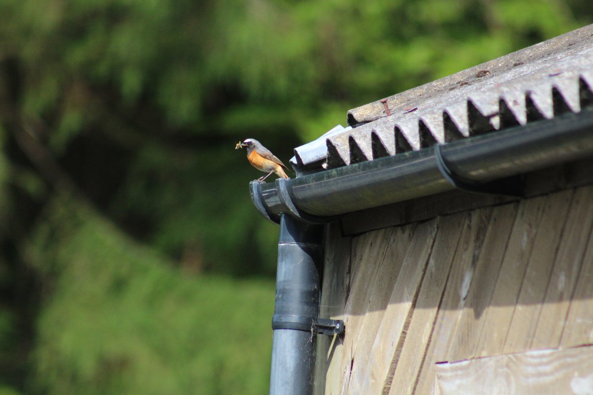 foel_y's tweet photo. Redstart and great tit busy collecting food in our garden. @BBCSpringwatch #rspb #betwsycoed https://t.co/gf9Y0fFyMd