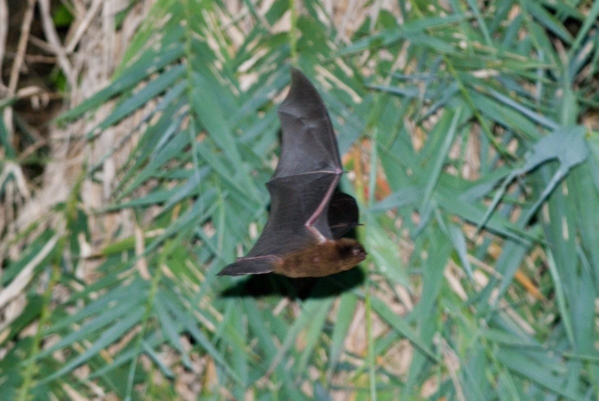 BAT #380
The collared pipistrelle (Arielulus aureocollaris) is native to Laos &amp; Thailand.