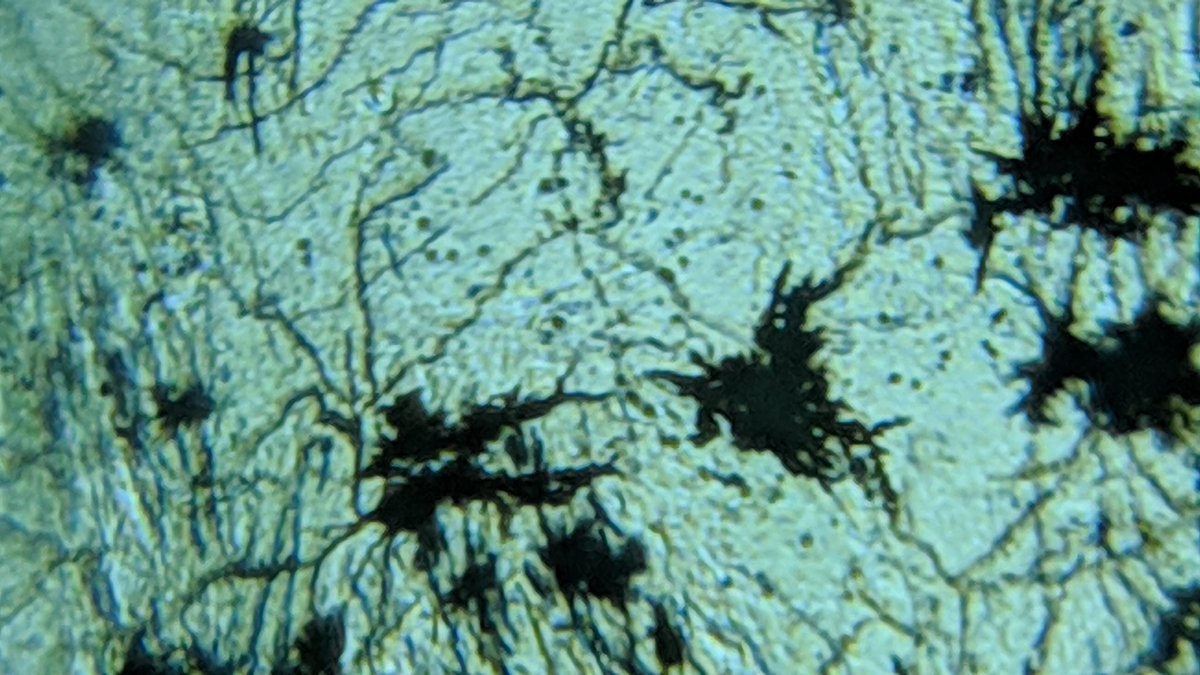pmashc's tweet photo. Alguns alumnes, adivino que influenciats per la dinàmica del #fablabschool del @LiceuPolitecnic han connectat aquesta manera de visualitzar el microcosmos amb l'art, reconeixen la bellesa inherent a la natura a qualsevol escala. La vida es bella. #science #ciencies #microscope https://t.co/V7de3orthF