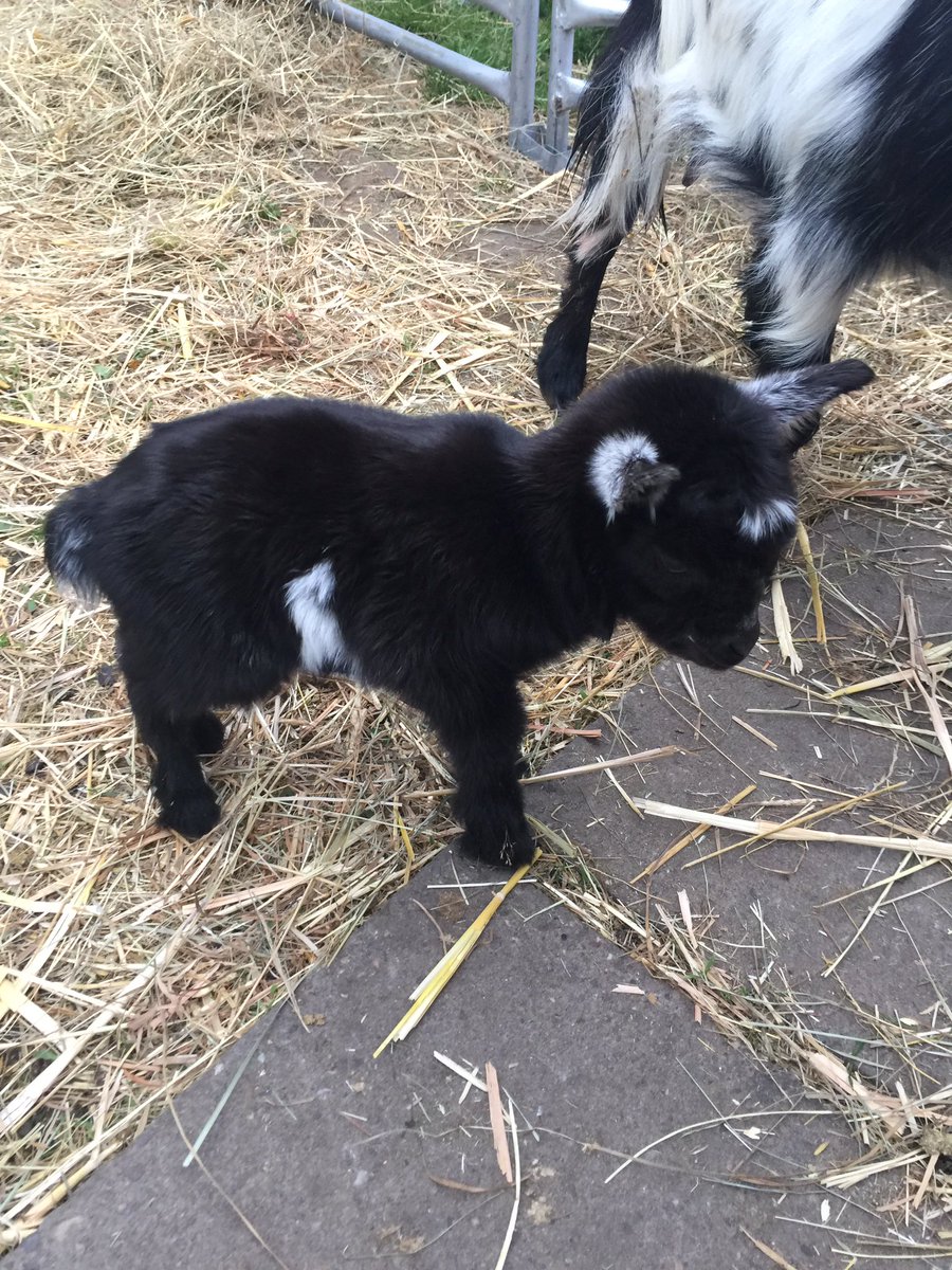 LittleR90284447's tweet photo. Meet my new farm friends @stjamescityfarm 😊#CutenessOverload #feelgood https://t.co/Kb1Ie93MO3