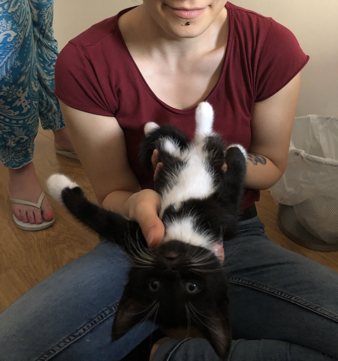 HumpiBump's tweet photo. 😍😍😍 
@stefijl ima novu macu! https://t.co/GfY2ymx1Kh
