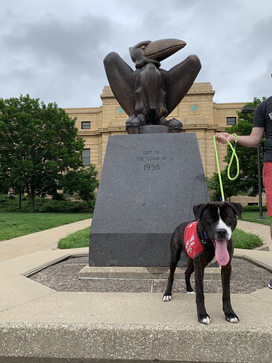 LaurenSlypig's tweet photo. Today @rwaggoner and I got to take out William, who’s available for adoption from @lawrencehumane. He’s a fuzzy, 3-year-old pit bull mix who loves being outdoors and exploring. I love him. ❤️ #ADogsDayOut #LawrenceHumaneSociety https://t.co/efHwsPuRPR