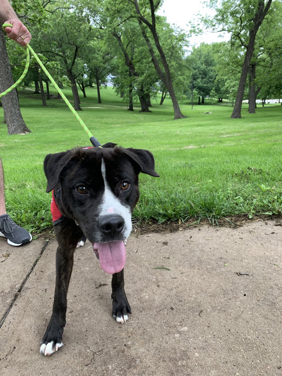 LaurenSlypig's tweet photo. Today @rwaggoner and I got to take out William, who’s available for adoption from @lawrencehumane. He’s a fuzzy, 3-year-old pit bull mix who loves being outdoors and exploring. I love him. ❤️ #ADogsDayOut #LawrenceHumaneSociety https://t.co/efHwsPuRPR