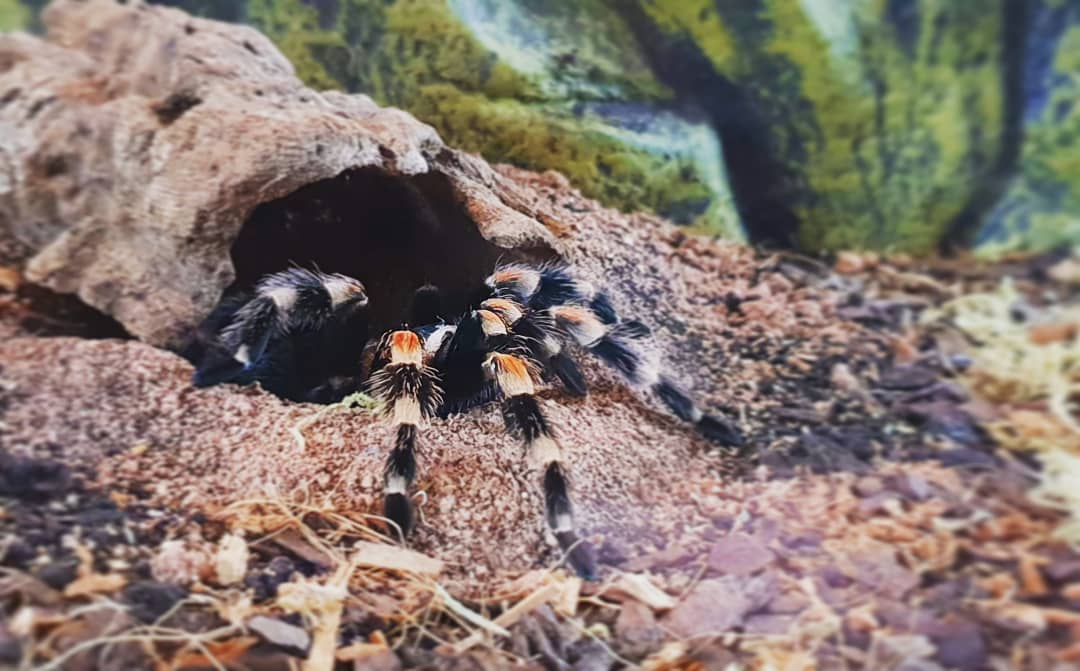 PawsSwansea's tweet photo. At Paws &amp; Claws we look after a wide range of animals! Contact us on 07903619508 for enquires about our Pet care services 🌸💕  

#pets #petcare #animalovers #animals #swansea #southwales #petsitting #love #photooftheday #photography #nature #naturalbeauty #animalcare https://t.co/NjcVWlpX8T