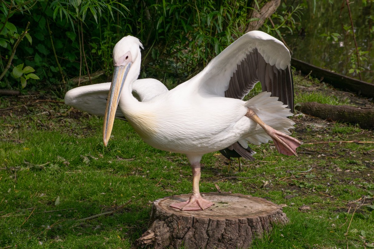 ArmerH's tweet photo. @BirdworldSurrey Are you offering yoga sessions now? https://t.co/bnBAQyk6eh