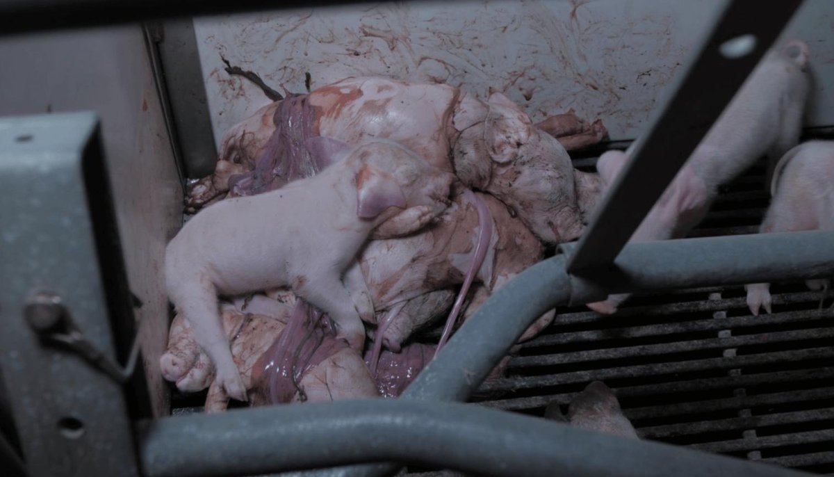 VeggieHow's tweet photo. RT https://t.co/KhzZ8gNUyK WELCOME TO THE HOT DOG INDUSTRY. This pile of babies dying is why you need to go #vegan this #MemorialDay. https://t.co/qFHMGqZx4l https://t.co/65gfh11nen #VeggieHowVegan #BackToEdenVegan #VeggieHow