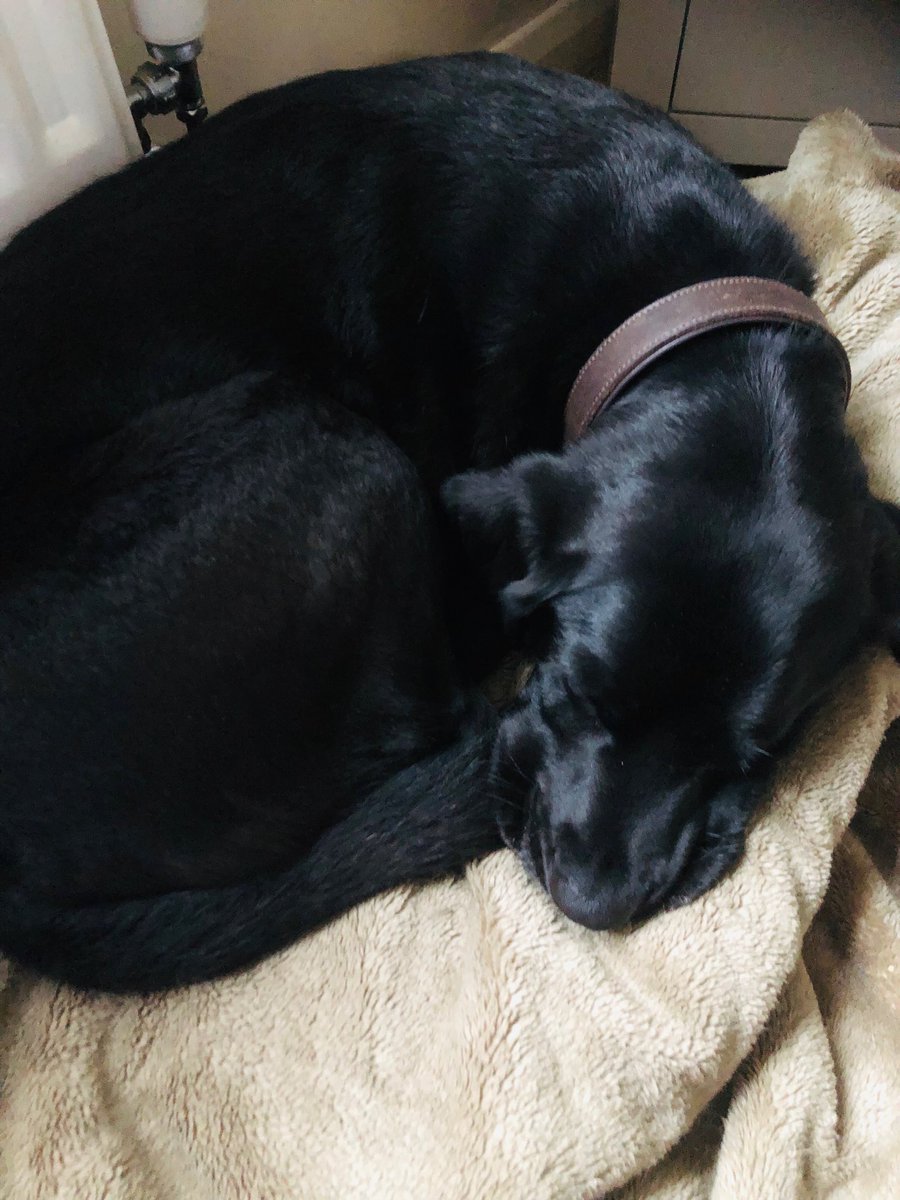 Mrsjshughes's tweet photo. Super shiny Ted ๐ #rawfeddog #blacklabrador โฆ@JustforPetsUKโฉ #doodlesbarn #droitwich #naturalfeeding #rawisbest https://t.co/ua4x5fsv4G