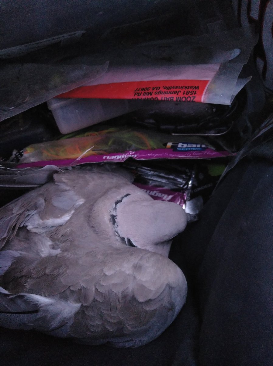 He pillado una tórtola cuando he ido a pescar tiene el ala rota y se la he tenido que quitar a un perro, me la llevo para casa a ver si sobrevive.