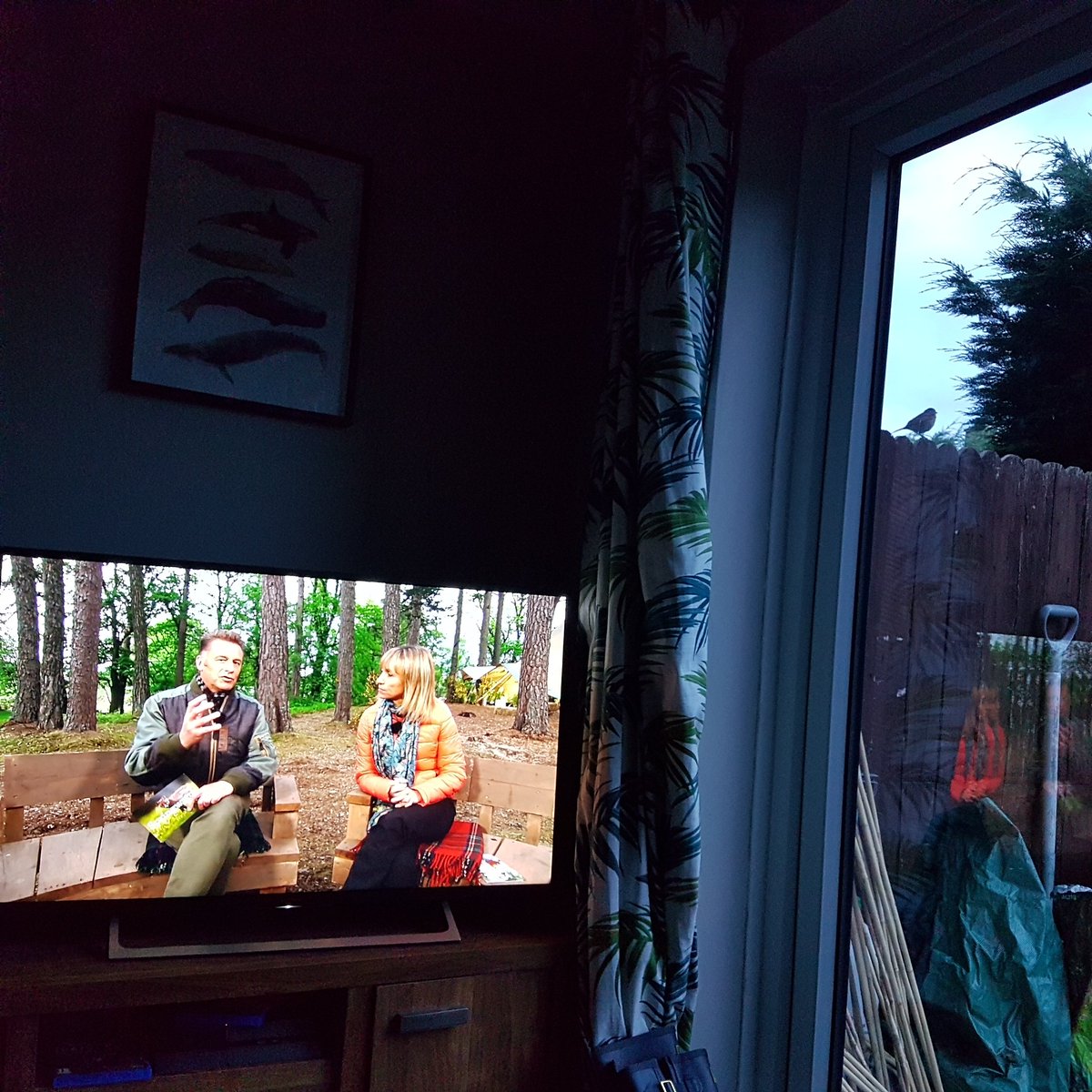 JonesBriony's tweet photo. Little bird singing on the fence in my garden by the TV - it can hear all the bird song on #Springwatch https://t.co/fWoQrYLtQZ