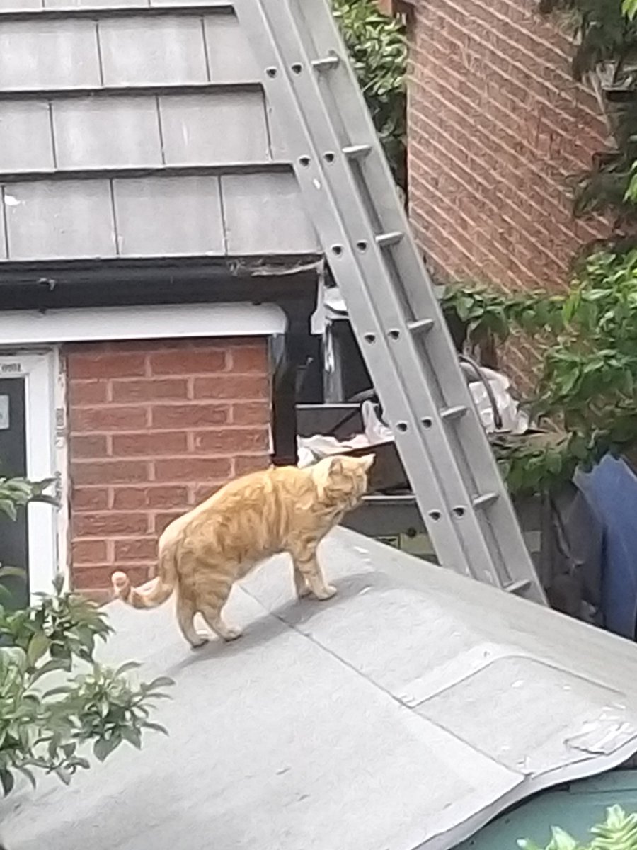 Irontoffee's tweet image. @BBCSpringwatch are you wanting to know how often the ginger cat eyes up the Dove chicks in this tree? Twice today #CatWatch #BigPredators