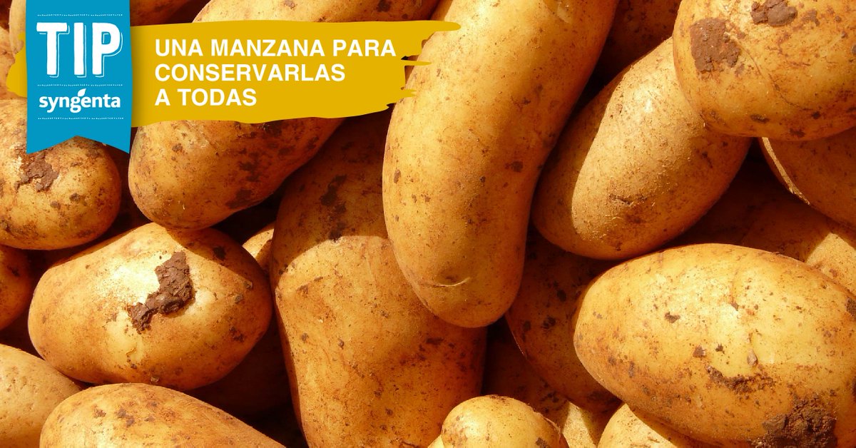 Syngenta_ar's tweet photo. #TipSyngenta 

👉 ¿Sabías que para conservar las papas por más tiempo tenés que guardarlas con una manzana entre ellas? De esta forma evitás que le crezcan brotes. 🥔🍎 https://t.co/lIbiec9K7n