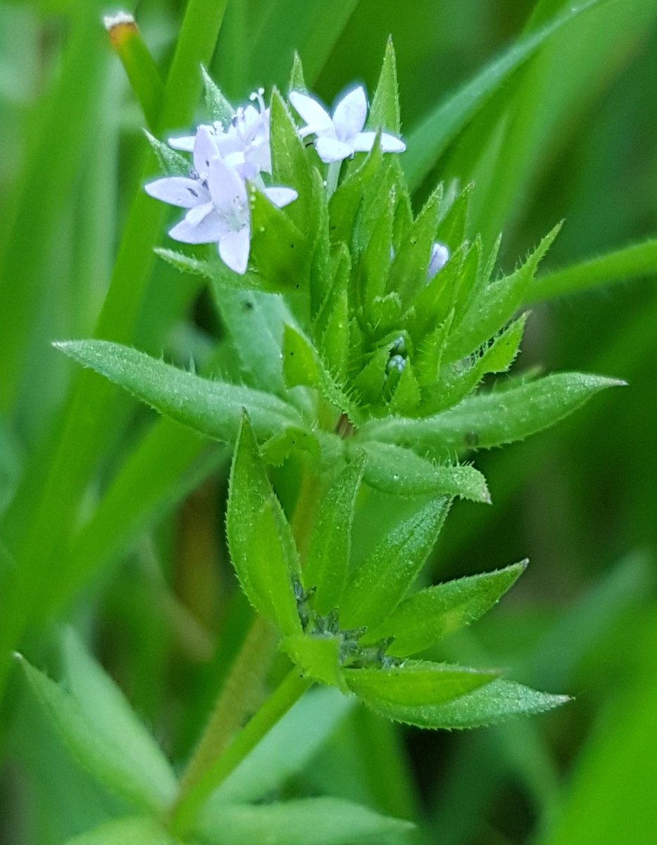 Poldernatuur tweet media