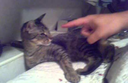 Timothy Thatcher As Cats tweet media