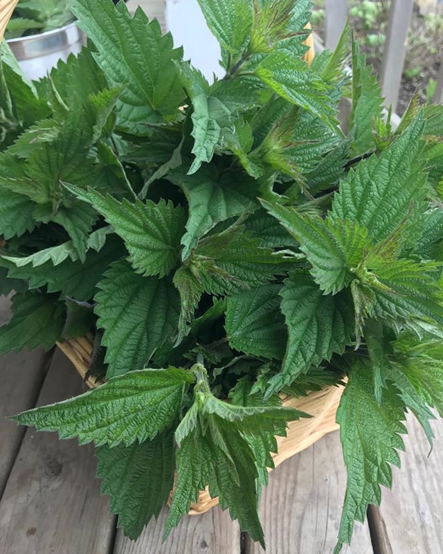 FoodlinerTO's tweet photo. Nettles at their peak, picked for the one and only @chefjasonlynch @grandprewines #wildspringveggies #nswild #chefsofinstagram https://t.co/zu2wM68OXQ