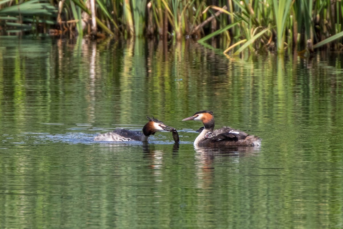 martinroper5462's tweet photo. Think this fish was a little too big for the humbugs at #SprotbroughFlash #GCGrebe @YorksWildlife @WildlifeTrusts @YWTPottericCarr https://t.co/PrtpSqNtws