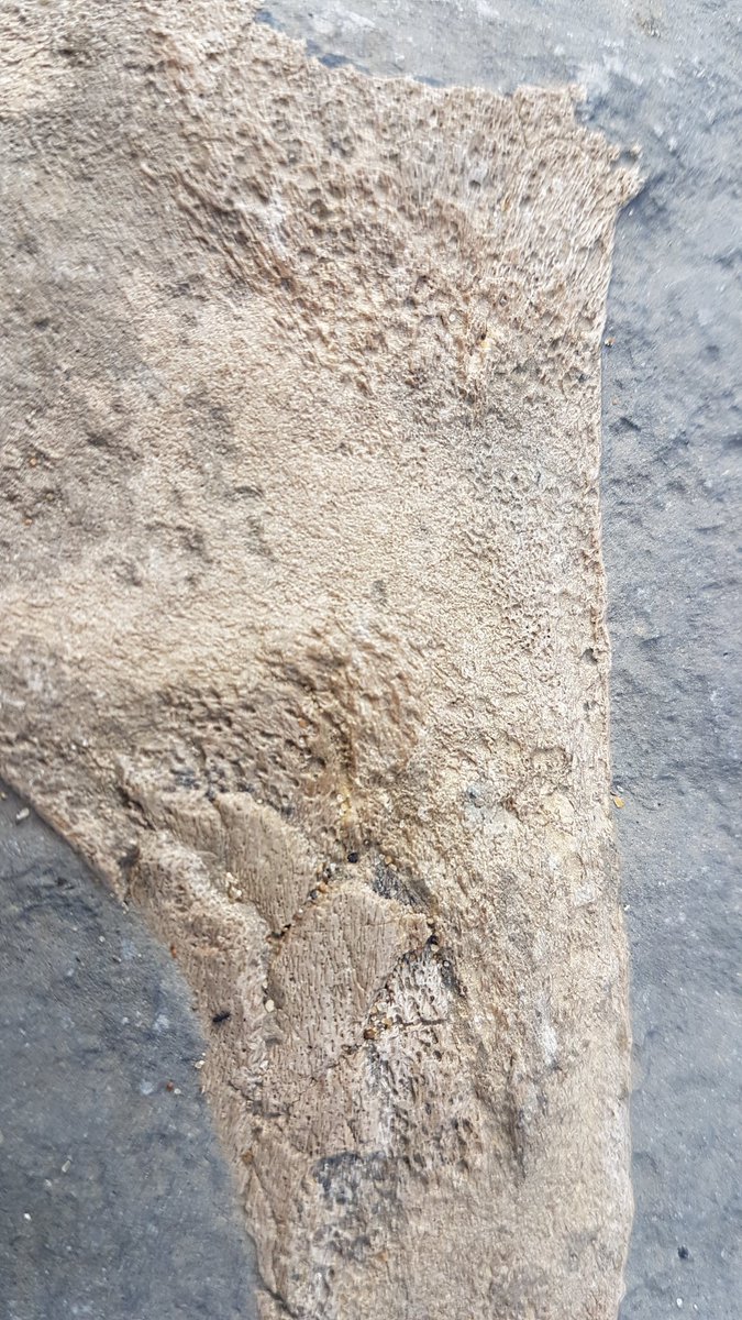 Great day fossil hunting yesterday at Llantwit Major! Very pleased to have found a fossilised marine reptile bone - possibly Ichthyosaurs?! 🦖🦕
Any experts out there please DM me - have lots more photos.
So much to explore and do in Wales!
<a href="/UKAFH/">UKAFH (Fossils)</a> 
<a href="/visitwales/">Visit Wales 🏴󠁧󠁢󠁷󠁬󠁳󠁿</a>