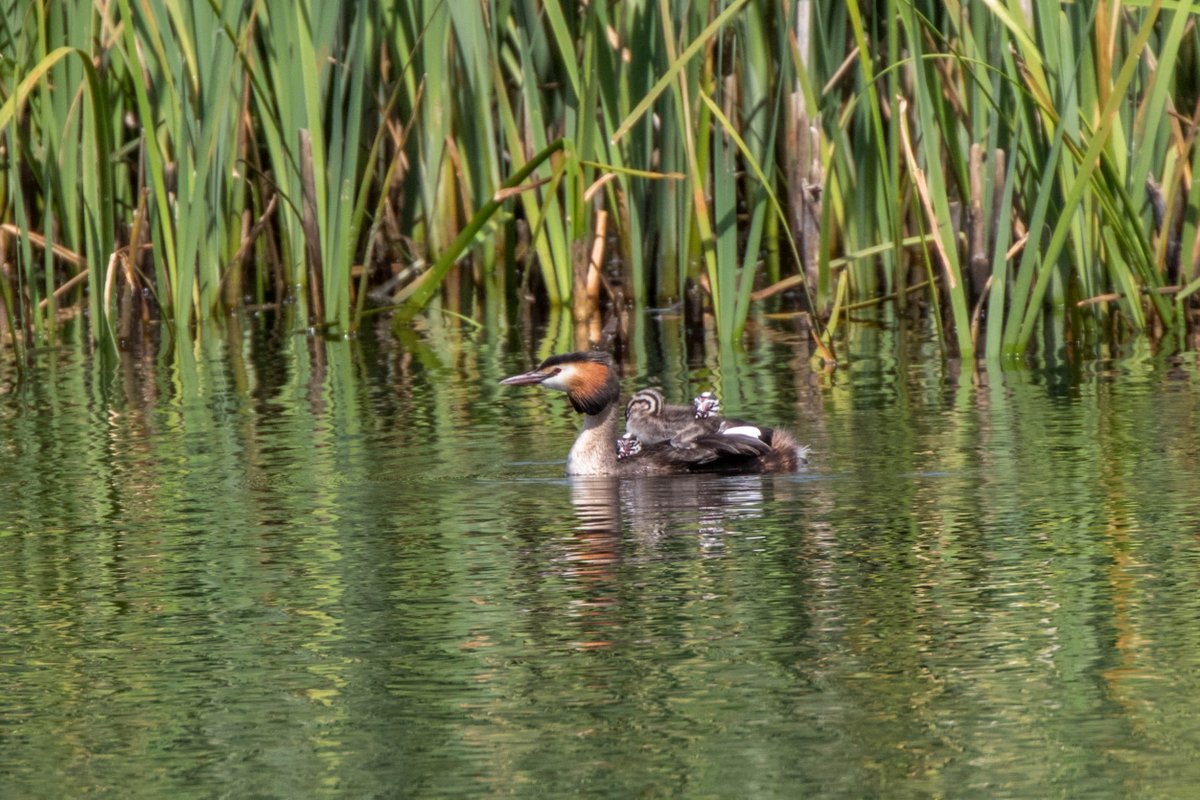 martinroper5462's tweet photo. Think this fish was a little too big for the humbugs at #SprotbroughFlash #GCGrebe @YorksWildlife @WildlifeTrusts @YWTPottericCarr https://t.co/PrtpSqNtws