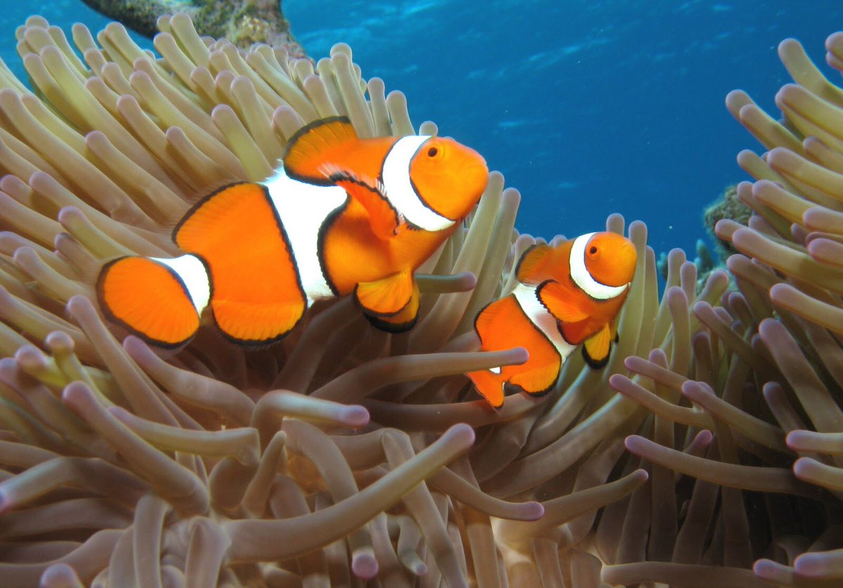 Clownfish. Sequential hermaphrodites. How to recognise the female: she makes large gametes.