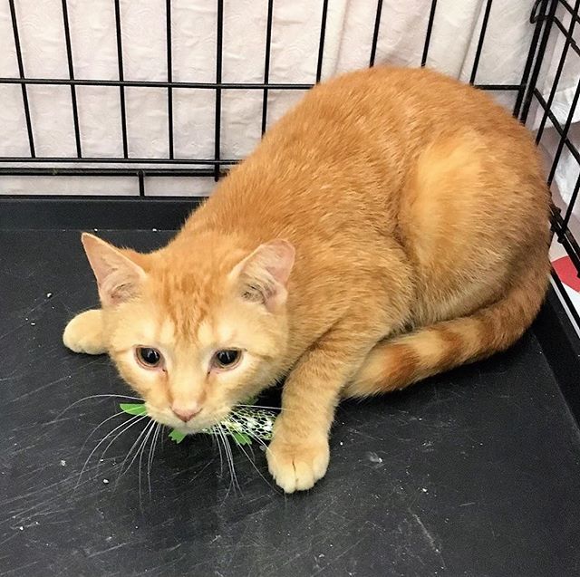 Halifaxnoise On Twitter From Hfxcats Novascotiaspca Barn