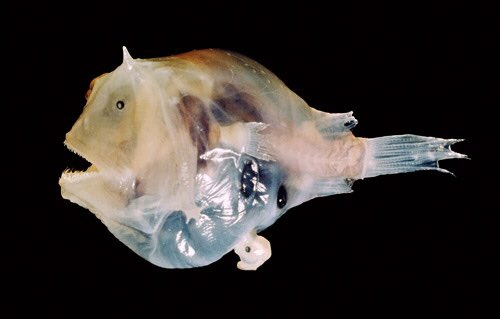 Anglerfish. Extreme dimorphism. How to recognise the female: she makes large gametes.