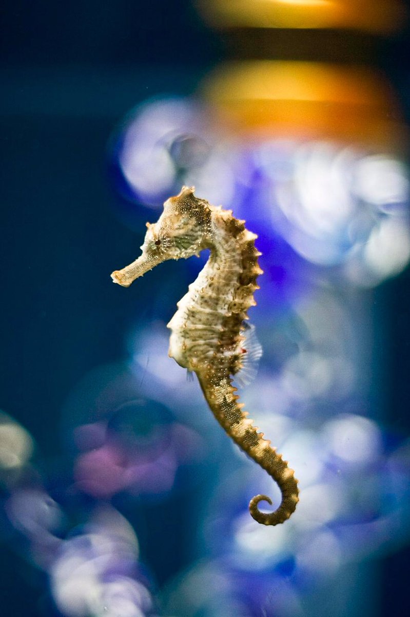 Seahorses. Female fucks around while male carries babies. How to recognise the female: she makes large gametes.